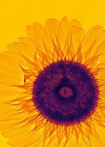 Durchleuchtete Sonnenblume by Aleksandar Reba