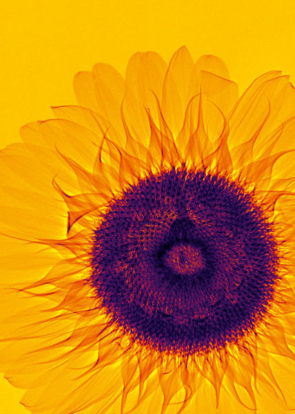 Lanuma-sunflower-yellow2