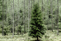 Wald by urbanek-b
