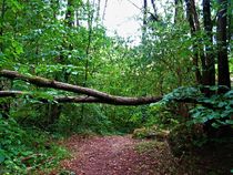 uriger Waldweg, mit umgestürztem Baum  by assy