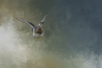 Look at My Wings by Elisabeth  Lucas