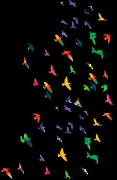 Colorful-flying-birds-cur