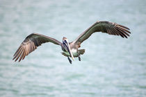Pelikan im Flug von Mario Hommes
