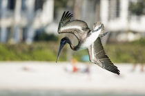 Pelikan im Sturzflug von Mario Hommes