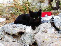 Schwarze Katze by vivaphoto
