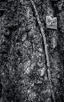 Tagged Tree von James Aiken