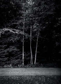 Birch Trees 2 von James Aiken