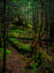 In the Deep Woods by James Aiken
