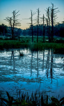 Swampland Sunrise 2 by James Aiken