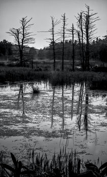 Swampland Sunrise 2 - BW von James Aiken