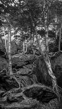 The Notch Trees 1 by James Aiken