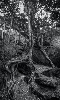 The Notch Trees 2 by James Aiken