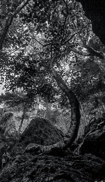 The Notch Trees 3 by James Aiken