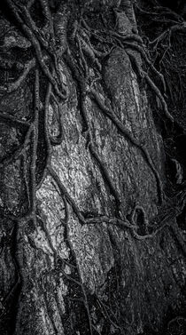 The Notch Trees 5 by James Aiken