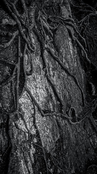 Faa-the-notch-trees-05-james-aiken