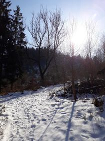Winter im Wald von vivaphoto