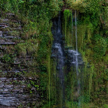 Water spring on a mossy mountain slope von Manfred Schreyer
