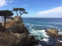 Lone Cypress - California von usaexplorer