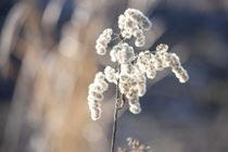 Winterblume im Sonnenlicht von Petra Dreiling-Schewe