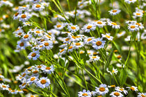 Blütenfülle im Sommer, Blüten des Balsamkraut (Balsamita major) by Werner Meidinger