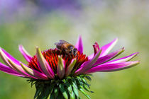 Honigbiene (Apis) beim Nektarsammeln auf Purpur-Sonnenhut  (Echinacea purpurea) von Werner Meidinger