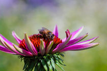 Honigbiene (Apis) beim Nektarsammeln auf Purpur-Sonnenhut  (Echinacea purpurea) von Werner Meidinger