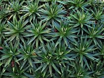 viele kleine Aloe Pflanzen beieinander by assy