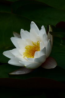 Water lily by igor-pruss