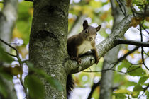 Eichhörnchen by urbanek-b
