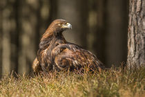 Golden Eagle by David Hare