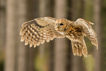 Tawny Owl in flight by David Hare