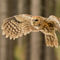 Tawny-owl-4a