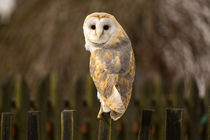 Barn Owl by David Hare