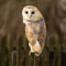 Barn-owl-5a