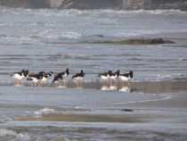 Oystercatchers party. by Mark Rosser