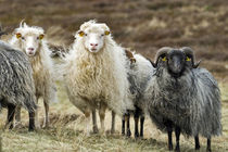 'Schafe in Heidelandschaft' by kiwar
