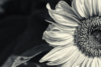 Sonnenblume von kiwar