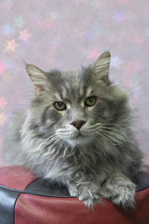 Maine Coon Kater by Heidi Bollich