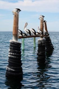 Pelicans by Jens Hartmann