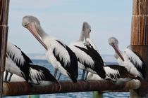Pelicans von Jens Hartmann