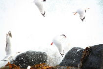 Seagulls dancing in the sea spray by Jens Hartmann