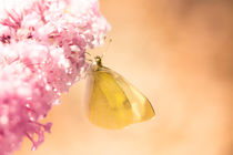 Pieris brassicae, the large white, also called cabbage butterfly by amineah