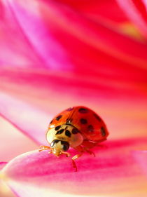 Lady Bird / lady bug on a pink Dahlia by amineah