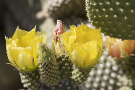 Beautiful-golden-cactus-flowers