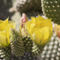 Beautiful-golden-cactus-flowers