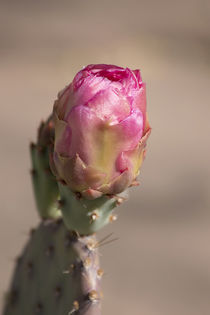 Delightful Pink Cactus Bud by Elisabeth  Lucas