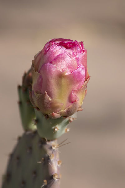 Delightful-pink-cactus-bud