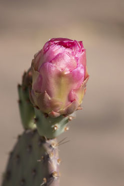 Delightful-pink-cactus-bud