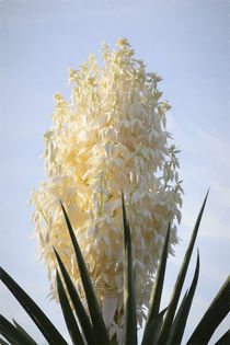 Pretty Yucca Flower by Elisabeth  Lucas