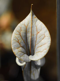 Fleischfressende Pflanze Sarracenia von Sabine Seiter